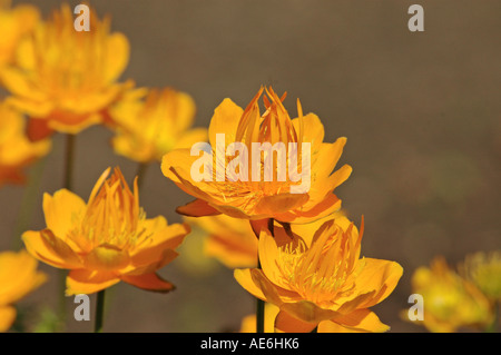 Globeflowers Trollius chinensis chinois d'or Banque D'Images