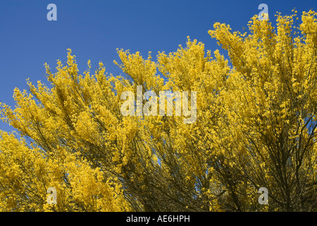 Palo Verde bleu Cercidium floridum arbre en fleur contre un ciel bleu du désert près de Tucson en Arizona Banque D'Images