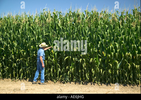 Agriculteur de pollen l'inspection de récolte de maïs. Banque D'Images