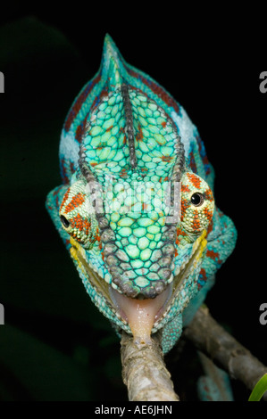 Caméléon panthère (Furcifer pardalis) Parc National Ankarana mâle, Madagascar Banque D'Images