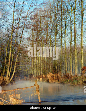 Les inondations de la rivière arbres en france Banque D'Images