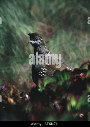 Colin de Californie Callipepla californica femme reposant sur un arbuste dans le parc du Golden Gate San Francisco, Californie Banque D'Images