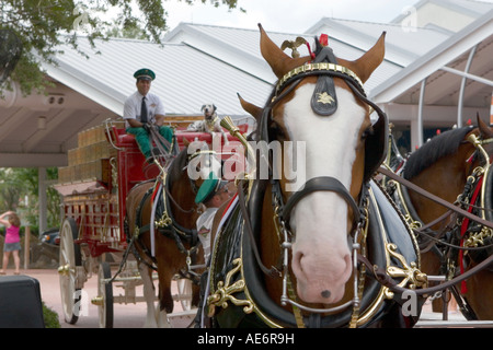 Anheuser Busch's Budweiser Clydesdale Horse Wagon à Seaworld Orlando Florida USA Banque D'Images