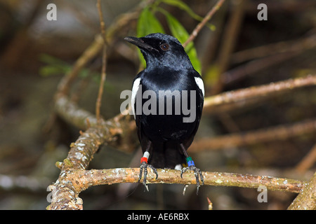 Magpie Seychelles Copsychus sechellarum-robin (), Juillet, Cousin Island, Seychelles Banque D'Images