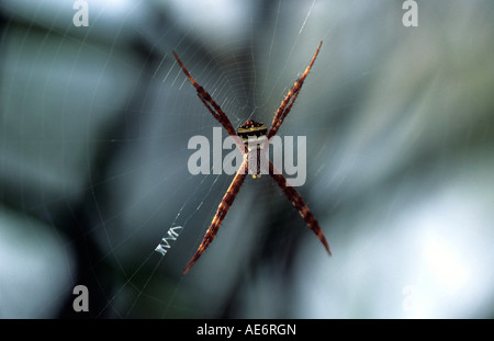 SPIDER Argiope SIGNATURE, espèce Gurumara National Park, dans l'ouest du Bengale. Banque D'Images