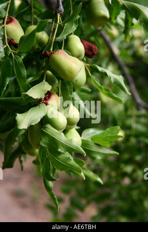 Jinjoles jujube (fruits) Banque D'Images