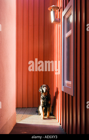 Chien assis à l'extérieur d'une maison moderne rouge Banque D'Images