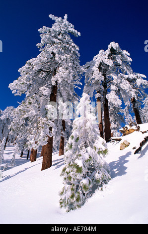 Le givre blanc et poudre de pins Ponderosa sous ciel bleu de la Californie Los Padres National Forest Banque D'Images