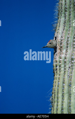 Gila Woodpecker Melanerpes uropygialis mâle dans la cavité de nidification dans la région de Saguaro Cactus Tuscon Arizona USA Janvier 1995 Banque D'Images