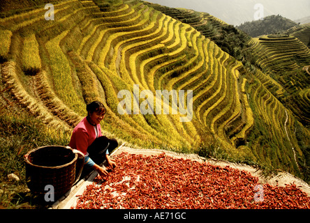 Yao rouge femme nationalité poivrons tri au champs près de Pingan Longji terrasse village près de Guilin dans le comté de Longsheng, Guangxi, Banque D'Images