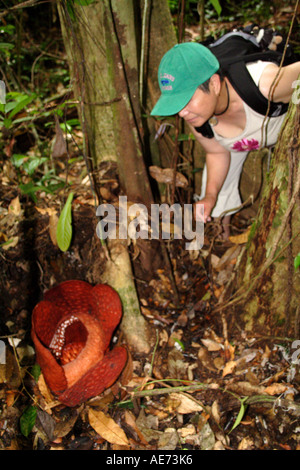 Fleurs Fleur Rafflesia, la plus grande fleur du monde, près de Kuching à Gunung Gading National Park, Sarawak, Bornéo, Malaisie Banque D'Images