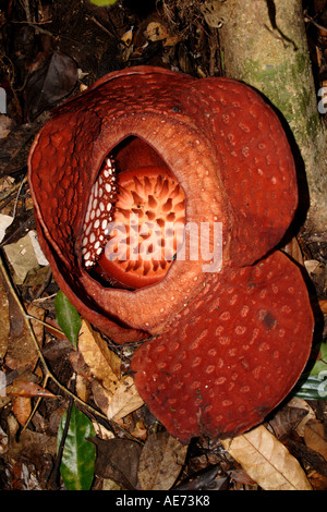 Fleurs Fleur Rafflesia, la plus grande fleur du monde, près de Kuching à Gunung Gading National Park, Sarawak, Bornéo, Malaisie Banque D'Images