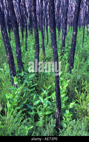 Une nouvelle croissance dans les forêts d'arbre de thé après l'incendie de 2005 à marée en rivière Wilsons Promontory National Park Victoria Australie Banque D'Images