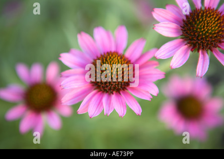 Fleurs d'échinacée Banque D'Images