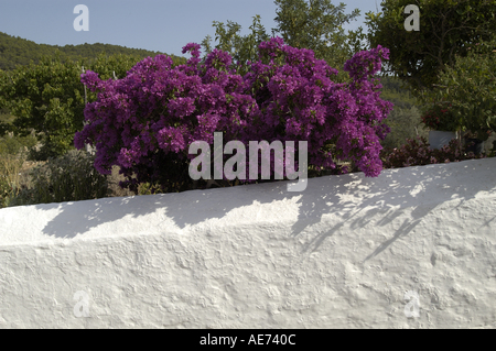 Construction Rural Es Figueral Es Portitxol Sant Joan de Labritja San Juan Ibiza Eivissa Espagne Baléares Banque D'Images