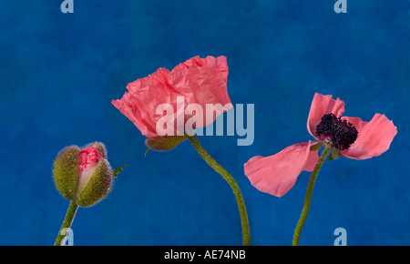 Trois coquelicots roses montrant le cycle de vie Banque D'Images