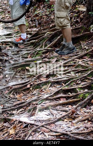 L'objet racine chemin de randonnée, parc national de Bako, Sarawak, Bornéo, Malaisie Banque D'Images