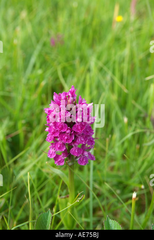 Marais du nord Wild Orchid, Dactylorhiza praetermissa, Highland Ecosse Banque D'Images