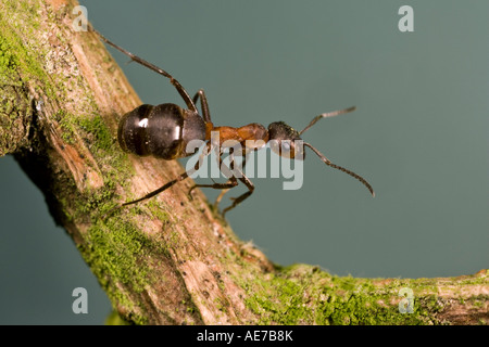 Fourmi Formica rufa sur twig avec nice hors focus contexte Alger bois Bedfordshire Banque D'Images