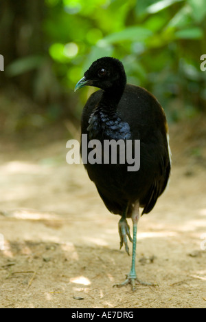 Grey-WINGED TRUMPETER Psophia crepitans Banque D'Images