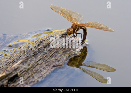 Brown Hawker Aeshna grandis la ponte sur l'étang du bois dans le Bedfordshire Potton Banque D'Images