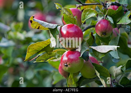 Manger des pommes variété 'Découverte' mûrir sur l'arbre dans un verger Anglais Banque D'Images