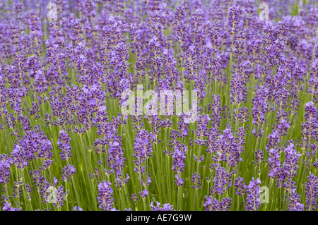 Lavandula angustifolia Munstead l'un des véritables hardy lavandes avec feuillage bleu lilas Banque D'Images