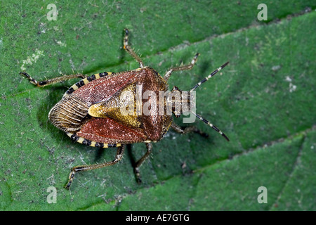 Prunelle Dolycoris baccarum Bug on leaf Banque D'Images