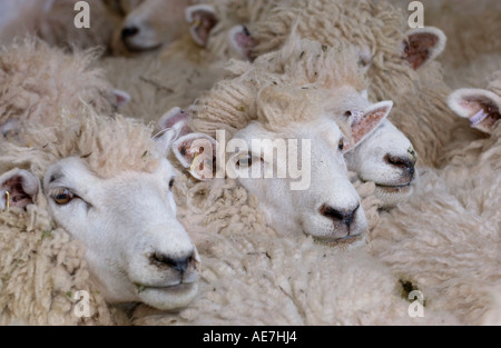 La NOUVELLE ZELANDE Romneys moutons sur les hautes terres Hill Farm dans le parc national de Brecon Beacons près de Hay on Wye Powys Pays de Galles UK Banque D'Images