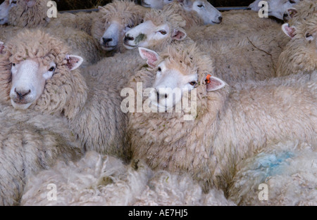 La NOUVELLE ZELANDE Romneys moutons sur les hautes terres Hill Farm dans le parc national de Brecon Beacons près de Hay on Wye Powys Pays de Galles UK Banque D'Images