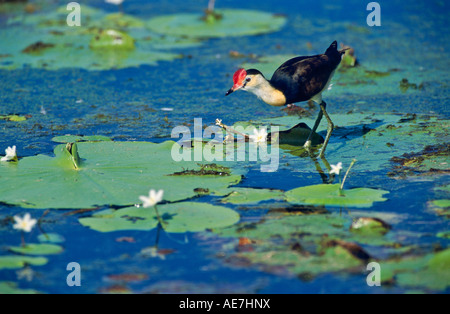 Jacana Western Australia Banque D'Images