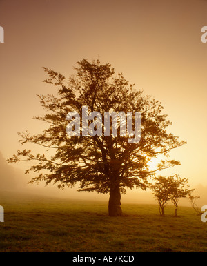 La silhouette des arbres dans la brume contre soleil levant Drymen Stirling en Écosse Banque D'Images