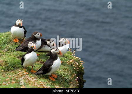 dh Puffin AUKS UK Fratercula arctica Puffins sur des falaises herbeuses de colonie de falaises escarpées oiseaux de l'ecosse îles shetland île mer falaise Banque D'Images