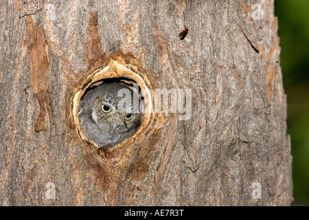 Owl Micrathene whitneyi Elf ARIZONA Elgin United States 20 juillet entrée dans la cavité du nid en immatures Strigidae Banque D'Images