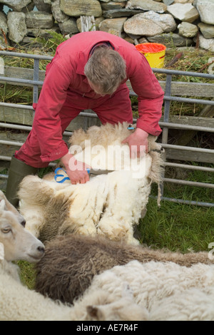 dh Farmer tonte de mouton WEST BURRA SHETLAND ouvrier agricole avec tondeuses à main personnes scotland farmworker royaume-uni écrêtage îles laine Banque D'Images