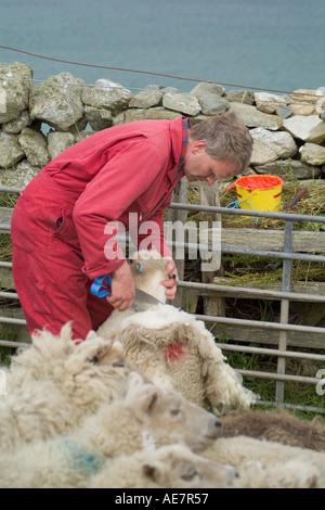 dh WEST BURRA SHETLAND Farmer cisaillement mouton Shetland avec tondeuses à main haver laine polaire royaume-uni ouvrier agricole animaux Banque D'Images