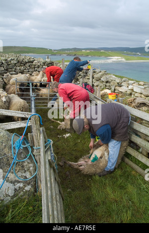 dh WEST BURRA SHETLAND agriculteurs teindre marquage de leurs moutons Shetland dans le stylo de mouton employé de ferme de tonte de main-d'œuvre du royaume-uni rural ecosse les gens troupeau Banque D'Images