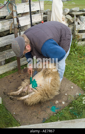 dh WEST BURRA SHETLAND Farmer marquant leur ferme de moutons Shetland travailleurs écossais îles de teinture de la main de ferme personnes Banque D'Images