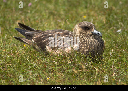 dh Grand Skua SKUAS Royaume-Uni Stercorarius Skua assis sur la lande shetland oiseau écosse grande-bretagne oiseaux de mer Banque D'Images