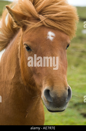 dh SHETLAND PONEY Royaume-Uni Piebald Shaggy poneys tête seulement faites face à l'animal cheval en regardant de près dans camera scotland Banque D'Images