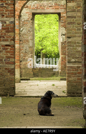 Un petit chien assis dans un bâtiment abandonné et ruiné. Banque D'Images