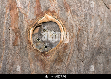 Owl Micrathene whitneyi Elf ARIZONA Elgin United States 20 juillet immatures dans l'entrée de la cavité de nidification Strigidae Banque D'Images