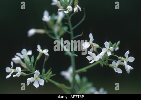 Jardin radis (Raphanus sativus var sativus), fleurs Banque D'Images