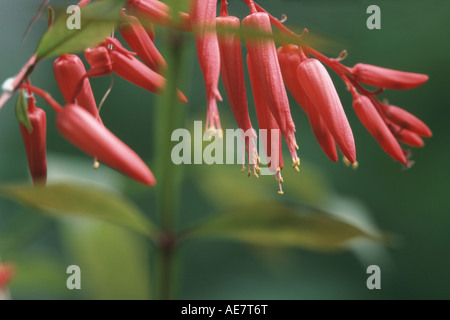 Le Surinam quassia, Bitterwood, Jamaïque (Quassia amara), fleurs Banque D'Images