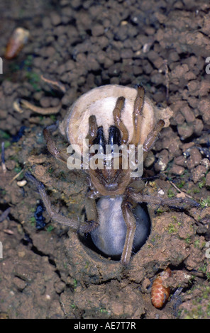 Trapdoor (Cteniza sauvagesi araignée), dans la grotte avec trappe ouverte Banque D'Images