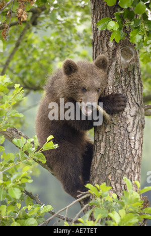 L'ours brun (Ursus arctos arctos), Cub sur un arbre, l'Allemagne, NP forêt de Bavière Banque D'Images