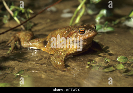 European crapaud commun (Bufo bufo), dans l'étang Banque D'Images