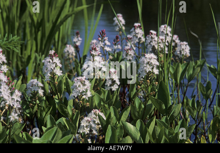 Bogbean, buckbean (Menyanthes trifoliata), sur la rive Banque D'Images