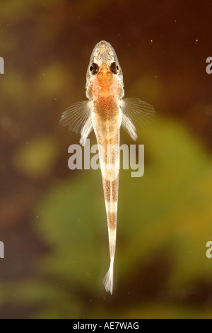 Zingel streber streber (juvénile), 20 mm, l'Allemagne, de Bavière, du Danube Banque D'Images