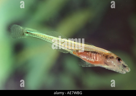 Zingel streber streber (juvénile), 14 mm, l'Allemagne, de Bavière, du Danube Banque D'Images